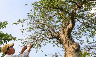 Mục kích cây bằng lăng ghép trăm tuổi giá hơn một tỷ đồng