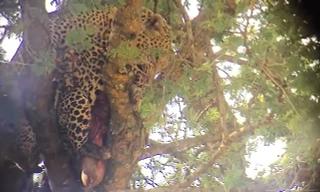 Lần đầu tiên thấy báo Leopard ăn thịt đồng loại trên cây