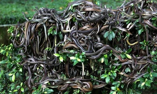 Rắn chất cao như núi