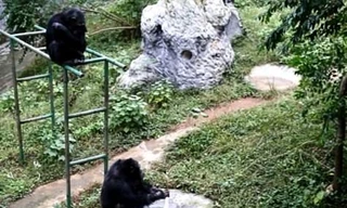 Mục kích tinh tinh ngồi tỉ mẩn giặt quần áo suốt nửa tiếng