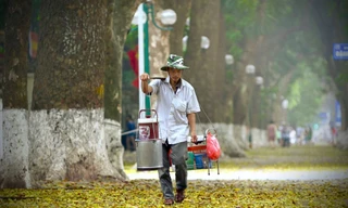 Hà Nội đẹp mơ màng mùa lá sấu dệt thảm vàng