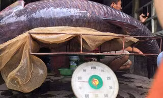 Cá dài hơn 1,5 mét, người dân phải đặt lên một giá sắt để cân. Ảnh: N.Đ.