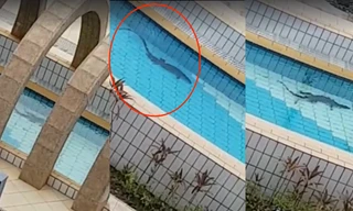 Hoảng hồn thấy kì đà dài 1m bơi lững lờ trong công viên nước