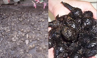 Khai quật... vườn khoai tây 3.800 năm tuổi