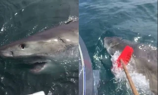 Người đàn ông múa chổi giữa biển đuổi cá mập