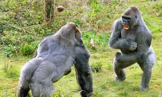 Cuộc giao chiến quyết liệt giữa hai chú khỉ đột lưng bạc vạm vỡ.