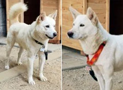 Ông Kim Jong-un tặng Hàn Quốc đôi chó săn quý hiếm