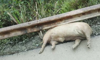 Xác lợn chết trương phềnh ven đường quốc lộ 4A. Ảnh: C.V.L