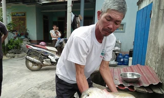 Ông Quy bên con cá lạ, nghi cá sủ vàng