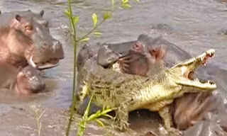 Con cá sấu đã may mắn thoát chết sau khi bị hơn 30 chú hà mã tấn công.