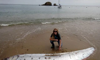 Khám phá sửng sốt ít ai hay về cá 'động đất'