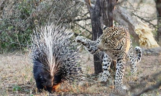 Nhím gan dạ xù gai dọa báo đốm hung dữ