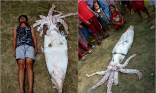 Ngư dân đứng hình khi thấy ‘quái thú’ mực dài 2,5m