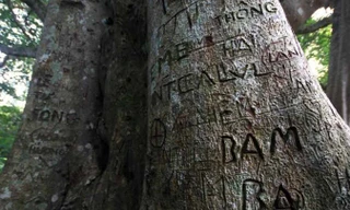 Cây đa Di sản ngàn năm tuổi trên núi Sơn Trà cũng chằng chịt những vết khắc sâu - ảnh Tú Quỳnh