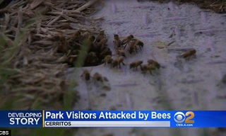 Những con ong "điên" tấn công người.