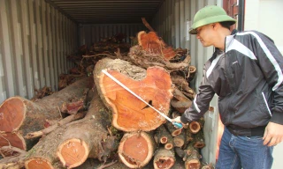 Người dân tiến hành đo đạc, kiểm tra lại số gỗ sưa đỏ tại nhà văn hóa thôn Phụ Chính (Ảnh: Nguyễn Trường).