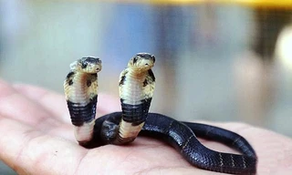 Rùng mình thấy rắn hổ mang hai đầu kỳ lạ ở Trung Quốc