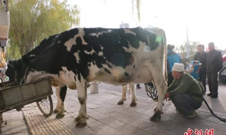 Nắm được thị hiếu của người tiêu dùng Trung Quốc là thích uống sữa tươi hơn sữa hộp, một lão nông ở tỉnh Cảm Túc đã dắt đàn bò sữa của mình xuống phố và vắt sữa giữa đường để bán với mong muốn mang sữa “xịn” không pha tạp đến tận tay người dân. 