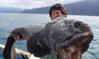 Bắt được quái ngư gần vùng nhiễm xạ Fukushima