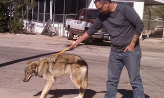 Hy hữu chuyện chó nhà nuôi vài năm hóa... chó sói