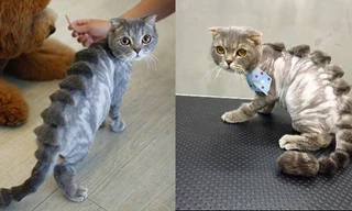 Thẩm mỹ viện chó mèo gây sốt với kiểu tỉa lông ‘khó đỡ’