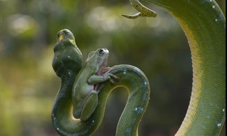 Ếch xanh gan dạ ngồi chễm chệ trên mình trăn