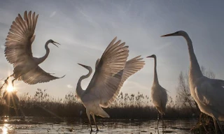 Ảnh minh họa: National Geographic