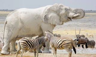 Tận thấy chú voi trắng toát sau khi tắm bùn 