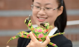 Nông dân tổ chức show thời trang cho... cua đồng