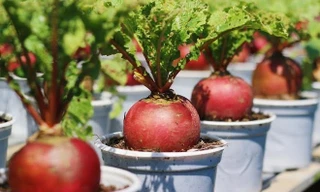 Rau củ vào chậu kiểng Tết hút hàng