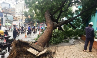 Cổ thụ cao 20m bật gốc trước cổng trường ở Sài Gòn