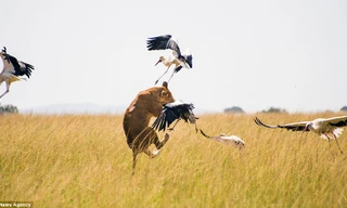 Không bắt được thú lớn, sư tử vồ cò trắng ăn tạm