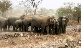 Đàn voi rừng xuất hiện bên đường đi lại của người dân