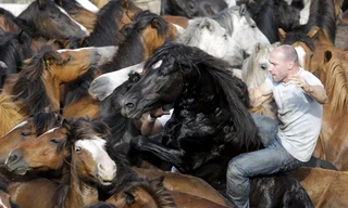 Tay trần chế ngự ngựa hoang hung bạo tại lễ hội 400 tuổi