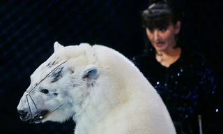 Gánh xiếc Nga gây phẫn nộ vì bạo hành gấu Bắc Cực