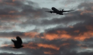 Phi công bắt trúng khoảnh khắc chim tan xác vì 'đấu đầu' Boeing 737