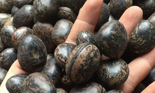 Giá của loại hạt này dao động ở mức 30.00-50.000 đồng/hạt hay 6 triệu đồng/kg