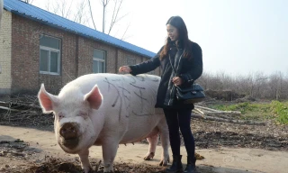 Chú lợn khổng lồ dài 2m, nặng 750kg, đoạt ngôi ‘Vua Hợi’