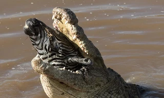 Ngựa vằn tung tăng qua sông, bị cá sấu đói mồi nuốt chửng