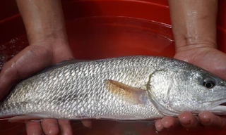 Con cá lạ mà anh Tám bắt được. Ảnh: A.G