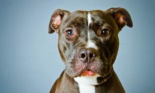 Chó pitbull (Ảnh minh họa)