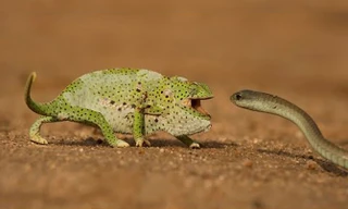 Tắc kè hoa đối đầu với rắn Mamba đen. Ảnh cắt từ clip.