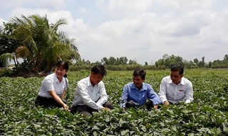 Người dân xã Thành Trung, huyện Bình Tân (Vĩnh Long) cùng cán bộ Agribank và cán bộ địa phương đánh giá hiệu quả của việc đầu tư trồng khoai lang để xuất khẩu.