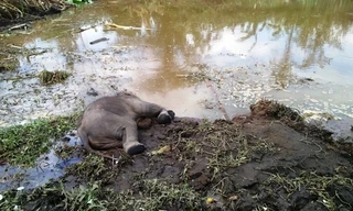 Chú voi con chết tại rẫy của người dân