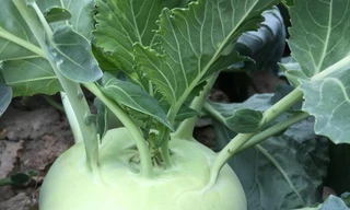 Ảnh minh họa: Internet