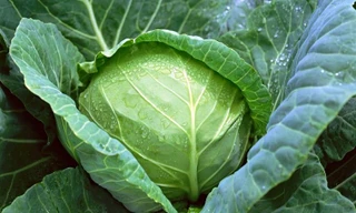 Ảnh minh họa: Internet