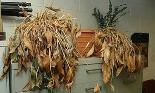 Ảnh minh hoạ: Internet