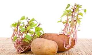 Ảnh minh họa: Internet