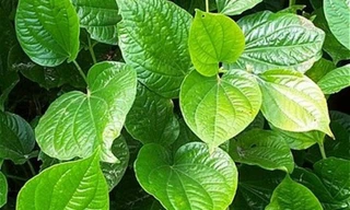 Ảnh minh hoạ: Internet