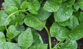 Ảnh minh họa: Internet